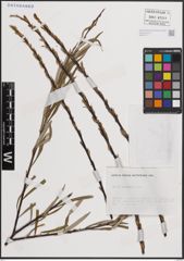 Foto von Salix eleagnos Scop.